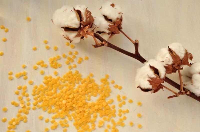 The Benefits of Organic Candelilla Wax for Cosmetics and Personal